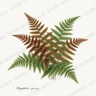 Autumn Fern — vintage botanical Ferns & Fronds print on a white background