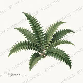 Shield Fern — vintage botanical Ferns & Fronds print on a white background