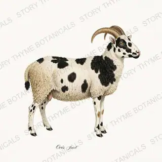 Jacob Sheep — vintage botanical Flock & Fold print on a white background