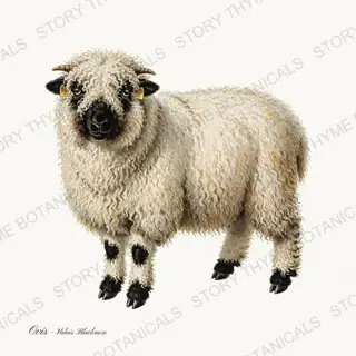 Valais Blacknose — vintage botanical Flock & Fold print on a white background