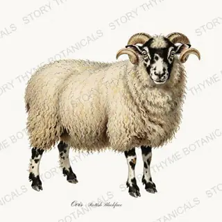 Scottish Blackface — vintage botanical Flock & Fold print on a white background