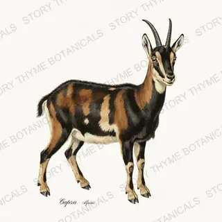 Alpine Goat — vintage botanical Flock & Fold print on a white background