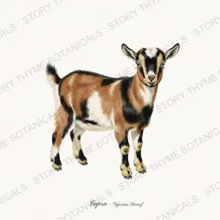 Nigerian Dwarf Goat — vintage botanical Flock & Fold print on a white background