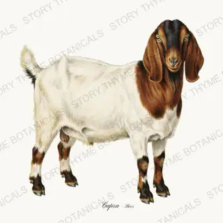 Boer Goat — vintage botanical Flock & Fold print on a white background