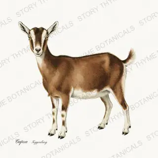 Toggenburg Goat — vintage botanical Flock & Fold print on a white background