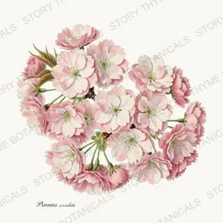 Japanese Cherry — vintage botanical Flowering Trees print on a white background