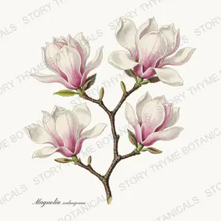 Saucer Magnolia — vintage botanical Flowering Trees print on a white background