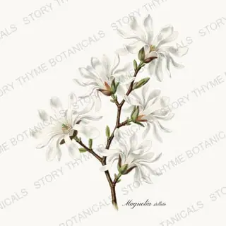 Star Magnolia — vintage botanical Flowering Trees print on a white background