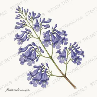 Jacaranda — vintage botanical Flowering Trees print on a white background