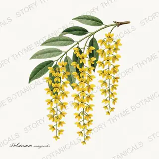 Golden Chain — vintage botanical Flowering Trees print on a white background