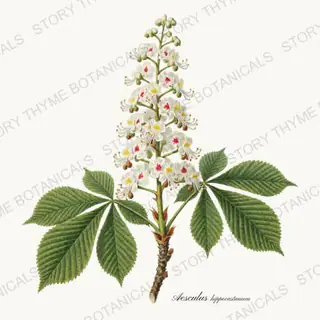 Horse Chestnut — vintage botanical Flowering Trees print on a white background