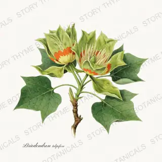 Tulip Tree — vintage botanical Flowering Trees print on a white background