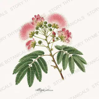 Mimosa — vintage botanical Flowering Trees print on a white background