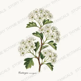 Hawthorn — vintage botanical Flowering Trees print on a white background