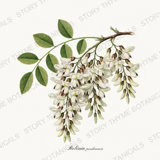 Black Locust — vintage botanical Flowering Trees print on a white background
