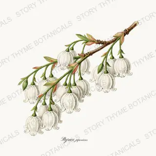 Snowbell — vintage botanical Flowering Trees print on a white background