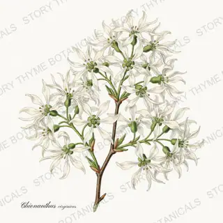 Fringe Tree — vintage botanical Flowering Trees print on a white background
