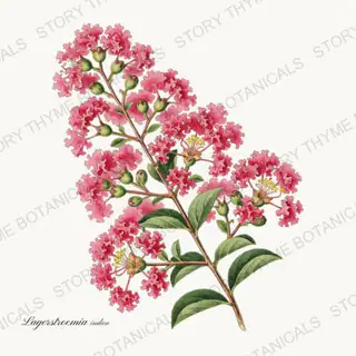 Crape Myrtle — vintage botanical Flowering Trees print on a white background