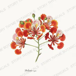Royal Poinciana — vintage botanical Flowering Trees print on a white background
