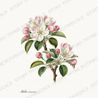 Apple Blossom Tree — vintage botanical Flowering Trees print on a white background