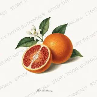 Blood Orange — vintage botanical The Fruit Plate print on a white background