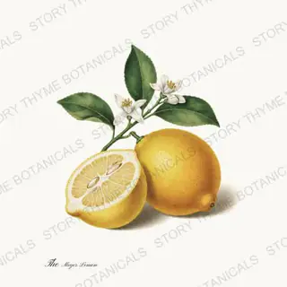 Meyer Lemon — vintage botanical The Fruit Plate print on a white background