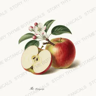 Honeycrisp — vintage botanical The Fruit Plate print on a white background