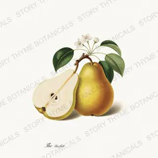 Bartlett — vintage botanical The Fruit Plate print on a white background