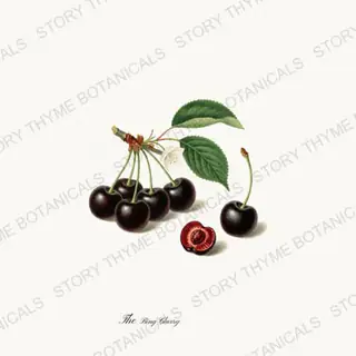 Bing Cherry — vintage botanical The Fruit Plate print on a white background