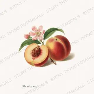 Peach — vintage botanical The Fruit Plate print on a white background