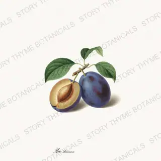 Damson — vintage botanical The Fruit Plate print on a white background
