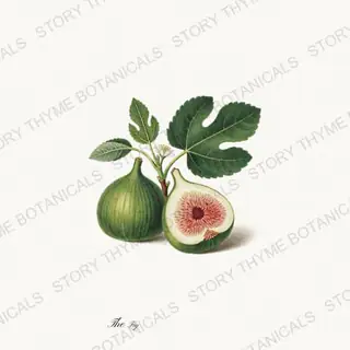 Fig — vintage botanical The Fruit Plate print on a white background