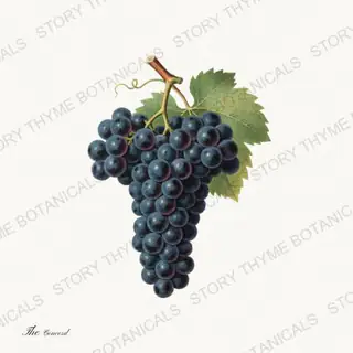 Concord — vintage botanical The Fruit Plate print on a white background