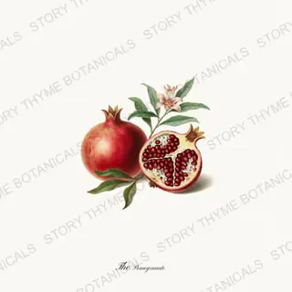 Pomegranate — vintage botanical The Fruit Plate print on a white background