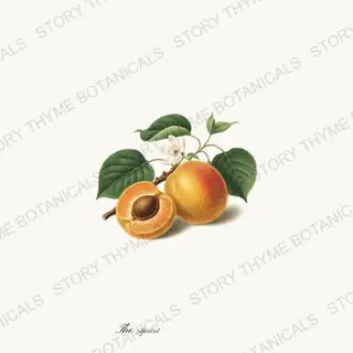 Apricot — vintage botanical The Fruit Plate print on a white background