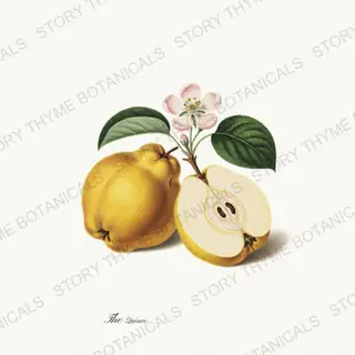 Quince — vintage botanical The Fruit Plate print on a white background