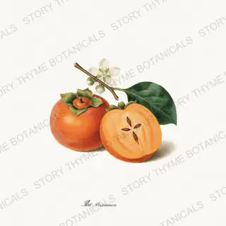 Persimmon — vintage botanical The Fruit Plate print on a white background