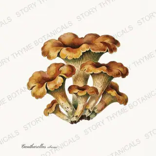 Chanterelle — vintage botanical Fungi Vol. 2 print on a white background