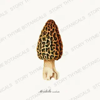 Morel — vintage botanical Fungi Vol. 2 print on a white background