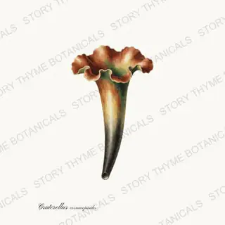 Horn of Plenty — vintage botanical Fungi Vol. 2 print on a white background