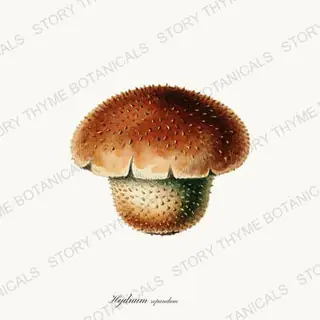 Hedgehog Mushroom — vintage botanical Fungi Vol. 2 print on a white background