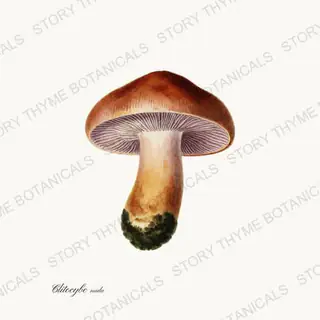 Wood Blewit — vintage botanical Fungi Vol. 2 print on a white background