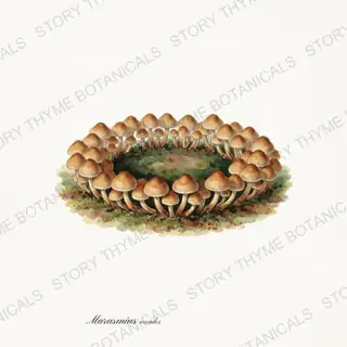 Fairy Ring — vintage botanical Fungi Vol. 2 print on a white background