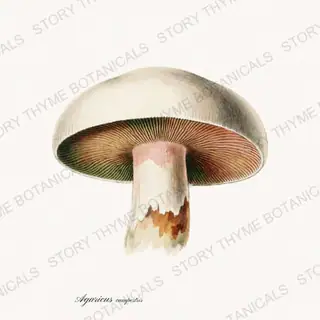 Field Mushroom — vintage botanical Fungi Vol. 2 print on a white background