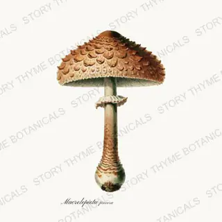 Parasol — vintage botanical Fungi Vol. 2 print on a white background