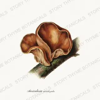 Jelly Ear — vintage botanical Fungi Vol. 2 print on a white background
