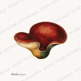 Beefsteak Fungus — vintage botanical Fungi Vol. 2 print on a white background