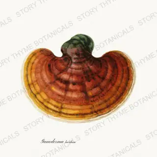 Reishi — vintage botanical Fungi Vol. 2 print on a white background