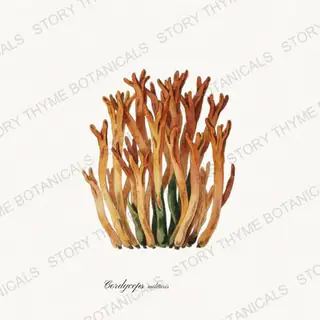 Cordyceps — vintage botanical Fungi Vol. 2 print on a white background