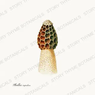Stinkhorn — vintage botanical Fungi Vol. 2 print on a white background